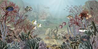 Coral Creatures Wall Mural