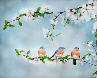Blue Birds in Cherry Blossoms 1 Wall Mural