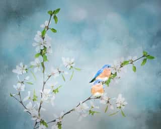 Blue Birds in Cherry Blossoms 3 Wall Mural