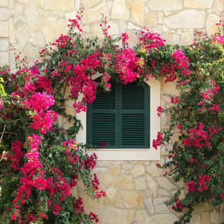 Tuscan Window With Flowers Wall Mural