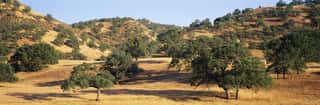 Oak Trees On Hill, Stanislaus County, California, USA Wall Mural
