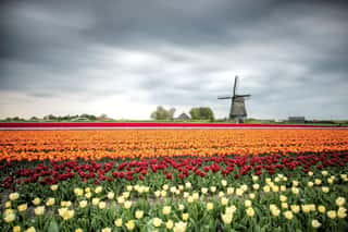 Tulip Field in the Netherlands Wall Mural