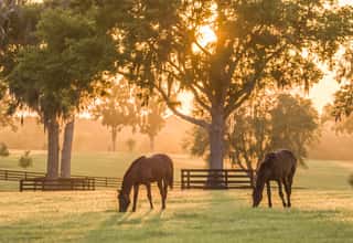 Thoroughbred Yearlings In Pasture At Sunset Wall Mural