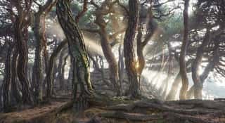 Sacred Pine Trees Wall Mural