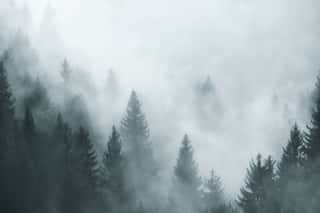 Fantasy Foggy Forest In The Morning Fog  Picture Was Taken In Slovenia, EU  Wall Mural