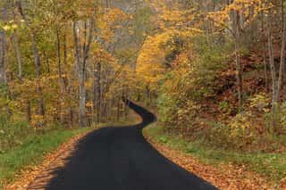 The Road to Autumn Wall Mural
