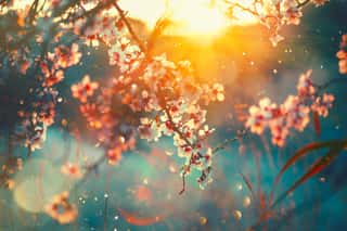 Spring Blossom Background  Nature Scene With Blooming Tree And Sun Flare  Spring Flowers  Beautiful Orchard Wall Mural
