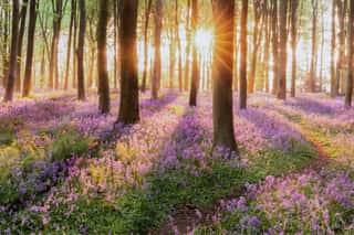 Beautiful Woodland Bluebell Forest In Spring  Purple And Pink Flowers Under Tree Canopys With Sunrise At Dawn Wall Mural