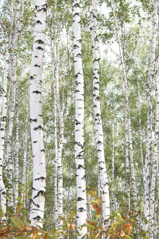 Beautiful Birches In Forest In Early Autumn Wall Mural