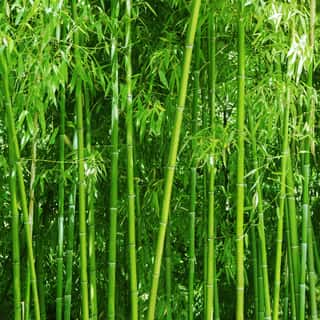 Bamboo Grove  Bright Green Slender Trunks Wall Mural