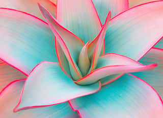 Agave Leaves In Trendy Pastel Colors For Design Backgrounds Wall Mural