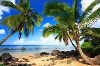 Palm Trees In Kauai Hawaii In The Morning Wall Mural