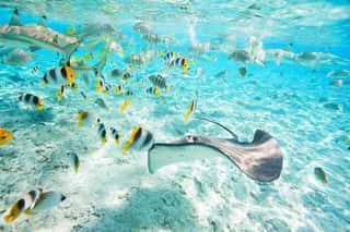 Bora Bora Underwater Wall Mural