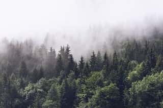 Forested Mountain Slope In Low Lying Cloud Wall Mural
