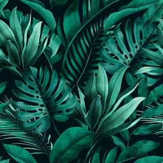 Tropical Seamless Pattern With Exotic Monstera, Banana And Palm Leaves On Dark Background  Wall Mural