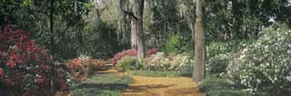 Spring Azaleas - Bok Tower Gardens - Lake Wales, Florida Wall Mural