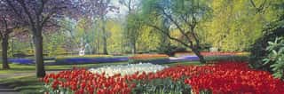 Colors of Spring - Keukenhoff Gardens, Holland Wall Mural