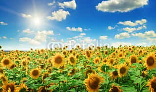 Sunflowers And Sun On Cloudy Sky Wall Mural