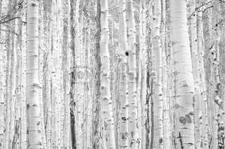 Black And White Aspen Trees Make A Natural Background Texture Pattern In Colorado Mountain Forest Landscape Scene Wall Mural