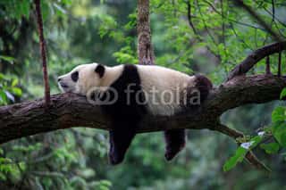 Lazy Panda Bear Sleeping On A Tree Branch, China Wildlife  Bifengxia Nature Reserve, Sichuan Province  Wall Mural