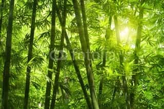 Bright Light Through the Bamboo Forest Wall Mural