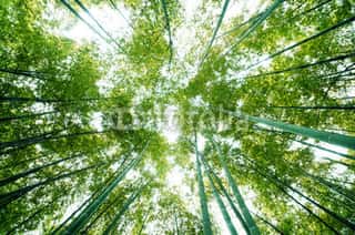Bamboo Forest Looking Up Wall Mural