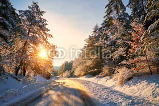 Winter Road In Forest Wall Mural