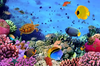 Photo Of A Coral Colony    Wall Mural
