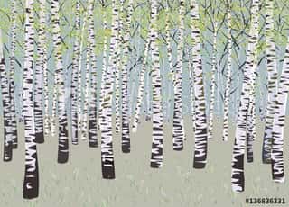 Vector Illustration Birch Grove In Spring Time Wall Mural
