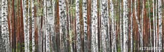 Beautiful Landscape With White Birches  Birch Trees In Bright Sunshine  Birch Grove In Autumn  The Trunks Of Birch Trees With White Bark  Birch Trees Trunks  Beautiful Panorama  Wall Mural