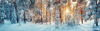 Pine Trees Covered With Snow On Frosty Evening  Beautiful Winter Panorama Wall Mural