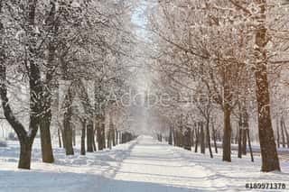 Winter Snowy Park Background Wall Mural