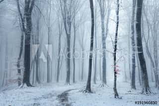 Fairy Tale Foggy Forest Trail During Winter, Snow Covered Wall Mural