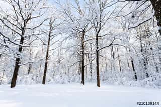 Oaks At Snow-covered Glade In Forest In Winter Wall Mural