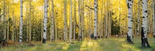 Aspen Trees In A Forest, Coconino National Forest, Arizona, USA Wall Mural
