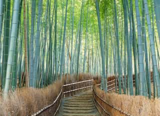 Bamboo Forest, Kyoto City, Kyoto Prefecture, Japan Wall Mural