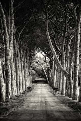 Black and White Path Underneath The Trees Wall Mural