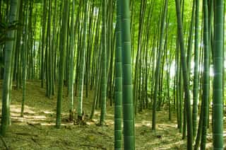 Bamboo Forest      Wall Mural