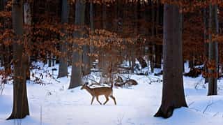 Deer in Winter Forest Wall Mural
