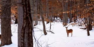 Deer Standing in the Snow Wide Angle Wall Mural