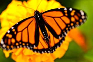 Monarch Butterfly on Yellow Flower Wall Mural