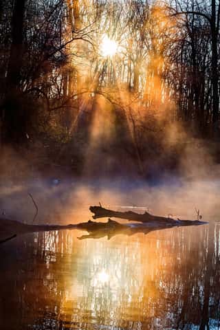 Sunrise in a Misty Forest 3 Wall Mural