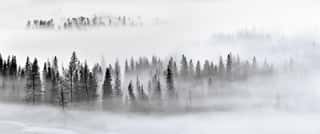 Foggy Forest Pano Wall Mural