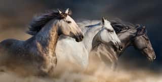 Horses With Long Mane Portrait Run Gallop In Desert Dust Wall Mural