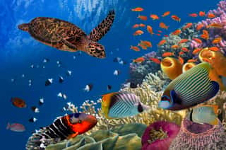 Colorful Coral Reef With Many Fishes And Sea Turtle   Wall Mural