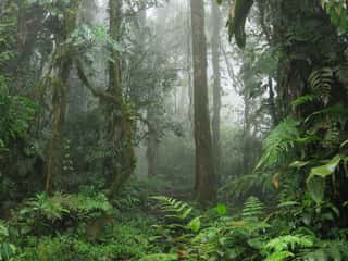 Mysterious Wet Deep Forest Shrouded In Morning Mist Keeps Its Secrets, Jungle, Rainforest – Stock Photo Wall Mural