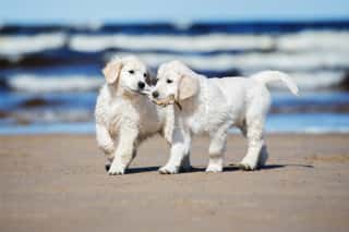 Two Golden Retriever Puppies On A Beach Wall Mural