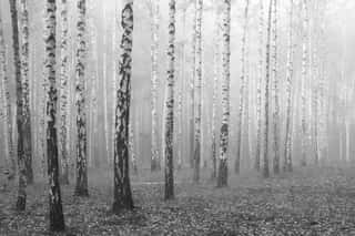 Birch Forest, Black And White Photo, Beautiful Landscape Wall Mural