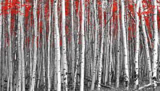 Red Leaves In A Black And White Forest Landscape Wall Mural