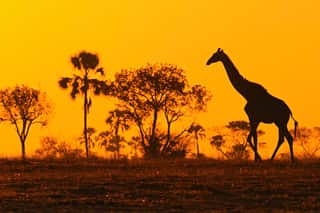 Idyllic Giraffe Silhouette With Evening Orange Sunset And Trees, Botswana, Africa Wall Mural